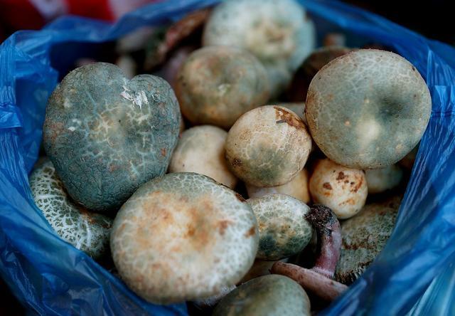 昆明菌子 昆明菌子