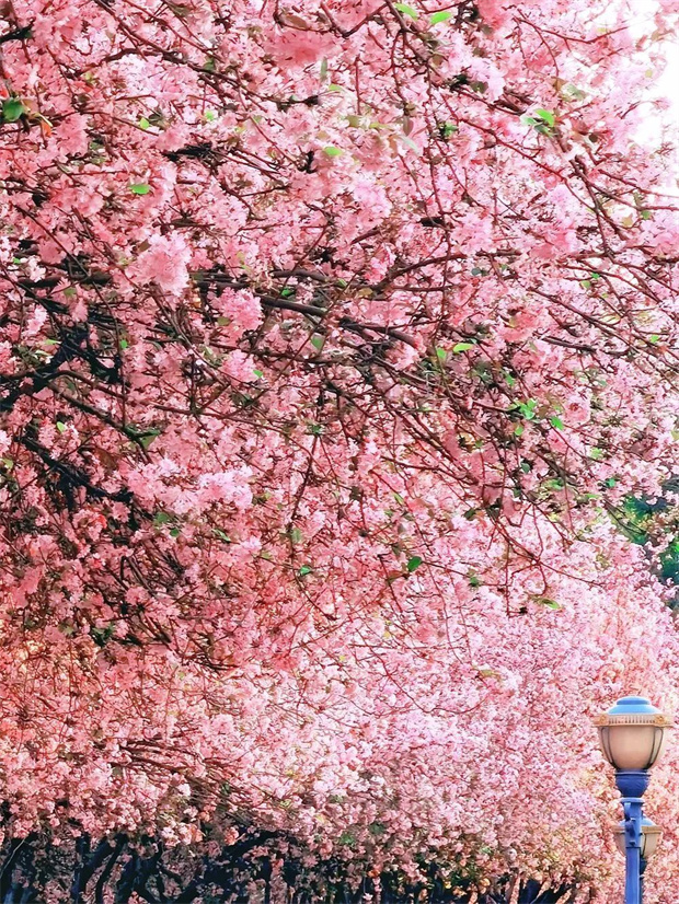 云南旅游,云南旅行社,云南團建公司,云南會議公司,云南策劃公司,昆明旅游,昆明旅行社,昆明團建公司,昆明策劃公司：146天“超長春季”！進來解鎖昆明踏春撒歡指南