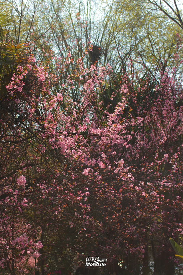 云南旅游,云旅行社,云南團建公司,云南會議公司,云南策劃公司,昆明旅游,昆明旅行社,昆明團建公司,昆明會議公司：想和你去海棠花下坐坐，哪怕什么話都不說